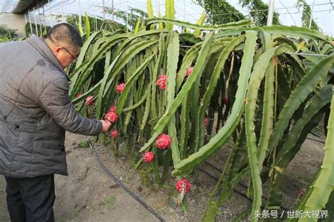 火龍果葉子|【火龍果 葉子】火龍果的奇幻之旅：從美味果實到葉子的神奇力。